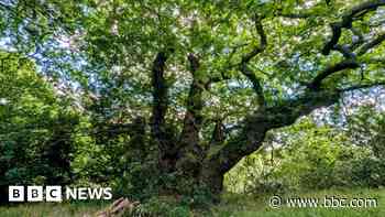 Ancient oaks compete for Tree of the Year