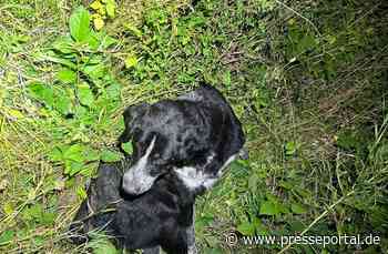 POL-PDWIL: Angefahrener Hund -B50- Höhe Metterich