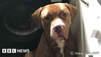 Man died of dog bite injuries, postmortem finds