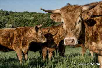 Na dodelijk incident: “Koeien blijven dieren en zijn dus onvoorspelbaar”