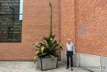 Kolossale cactus aan Utopia bloeit straks voor het laatst, en daarmee eindigt ook groen imperium van Jef (79)