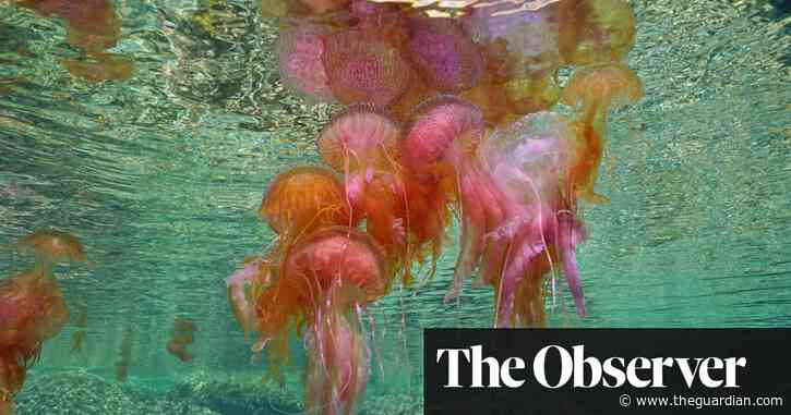 Resorts on Spain’s Costa Brava struggle with invasion of jellyfish as seas warm