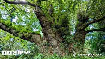 Ancient oaks in running for UK's Tree of the Year