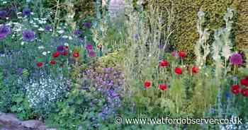 Top 10 Watford areas ranked for having the most garden space