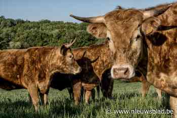 Na overlijden van wandelaar: hoeveel risico loop je om door koe aangevallen te worden? “Vooral als er kalfjes in de buurt zijn, kun je een aanval nooit uitsluiten”