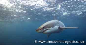 Tourist warning as great white sharks believed to be roaming the Spanish coast