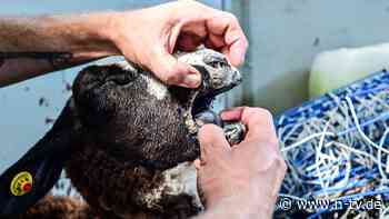 Virus in deutschen Viehbetrieben: Was man über die Blauzungenkrankheit wissen sollte
