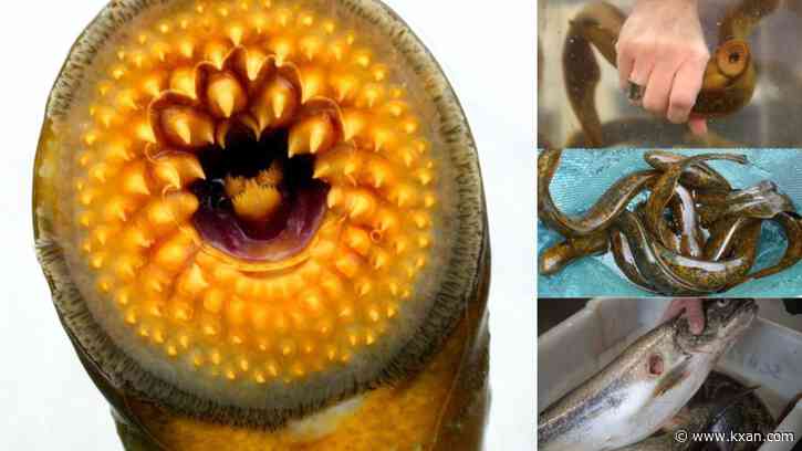 Researchers want to use odors to catch 'vampire fish'