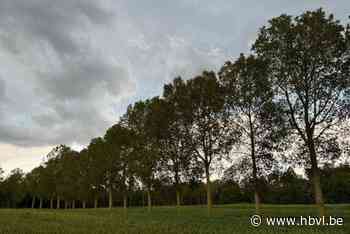 Stevige rukwinden boven Limburg: enkele bomen ontworteld
