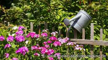 August im Garten: Drei Pflanzen, die jetzt noch besonders strahlen