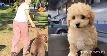 Dog owner in Second Beach fatal attack still not found as family offers reward