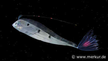 „Weltuntergangsfisch“ an die Küste gespült: Kurz darauf bebt die Erde – das hat es mit dem Tier auf sich