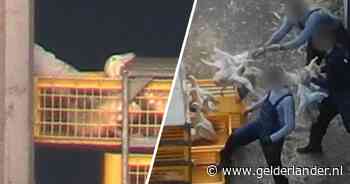 Schokkende beelden onthullen opnieuw misstanden bij eendenboeren: ‘Als vuile was in kratten gepropt’