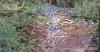 Hardloper stuit op slangenbende in het bos: ravage door koperdieven