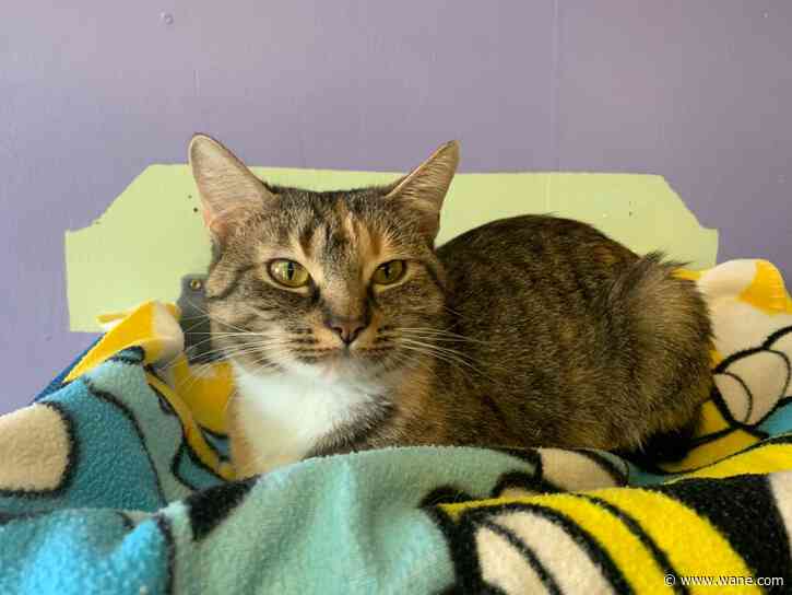 Humane Fort Wayne adopts out all dogs, cats still need homes