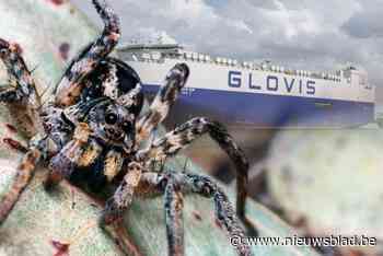 Giftige spinnen en andere exotische insecten in de haven: “We hebben geen idee hoeveel er meekomen met de schepen”