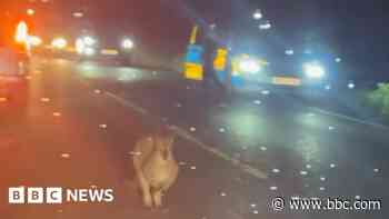 Wallaby in Cornwall dies after vehicle collision