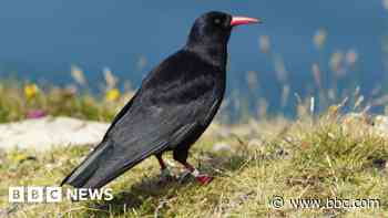 Experts chuffed at Cornish chough breeding success
