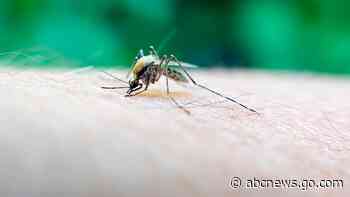 A rare but deadly mosquito virus infection has Massachusetts towns urging vigilance