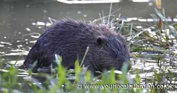 Baby beavers born in London for first time in 400 years, conservationists say