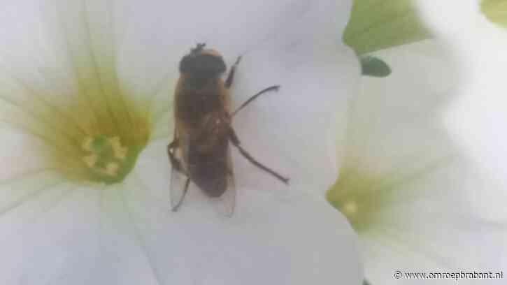 Hommels reageren vreemd op de larven van dit insect, Frans vertelt meer