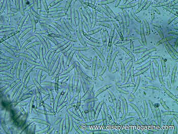 A Genomicist Explains the Tricky Genetics of the Fungus Devastating Bananas Worldwide