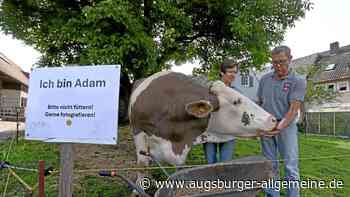 Eine Ochse im Garten wird in Steinekirch zum Hingucker
