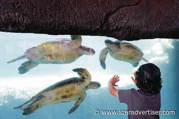 Decline in Maui room bookings could cost the state more than $40 million in taxes