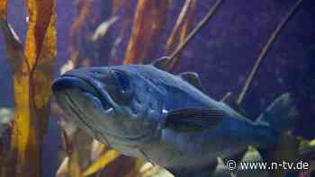 Viele Bestände zusammengebrochen: Studie: Fischfangmengen sind viel zu hoch angesetzt