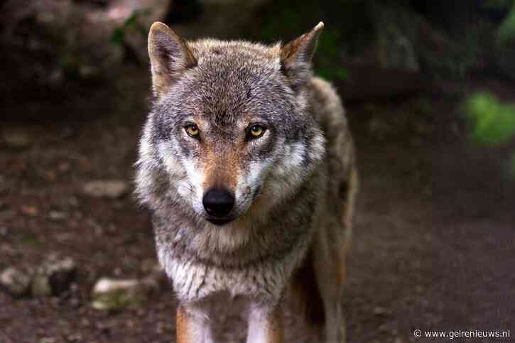 Dode wolf gevonden langs snelweg, mogelijk aangereden