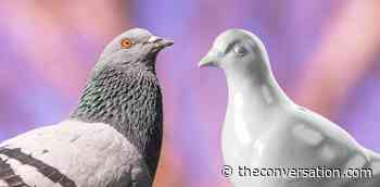 The Museum Of London’s New Logo (A Pooping Pigeon): Weird? Or Inspired?