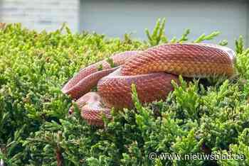 En plots verschijnt er een slang tijdens je verjaardagsfeestje: brandweer zoekt tevergeefs naar het dier, dat na hun vertrek opnieuw opduikt
