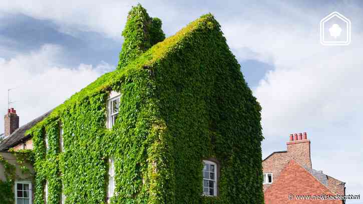 Wel of niet doen? De voor- en nadelen van klimop tegen je gevel