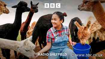 Mayfield Alpacas off to Gullivers Valley