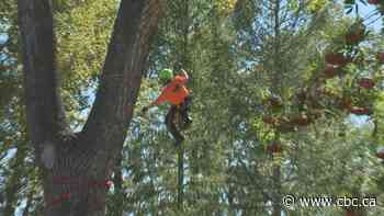 Tree climbing competition at Hextall Park sees the Prairies' best come to Calgary