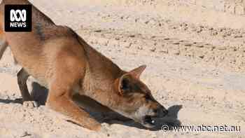 Dingo attacks prompt call for kids to be banned from unfenced camping on K'gari