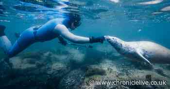 Northumberland 'seal whisperer' hopes BBC documentary shows people 'don't have to travel far for nature'