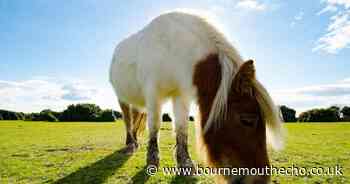 Election of Verderers to take place in November