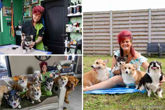 Natascha (40) is de ‘corgiqueen van Lier’: “Als ze mijn honden zouden afnemen, nemen ze mijn leven af”