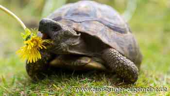 Landschildkröte verirrt sich auf Bahngleise