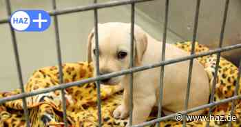 Quarantänestation für Vierbeiner am Flughafen in Langenhagen