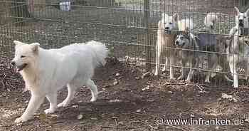 Tierheim Lichtenfels sendet Hilferuf nach Notfall: "25 Hunde auf einen Schlag"