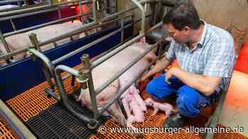 So bereitet sich der Landkreis auf die afrikanische Schweinepest vor