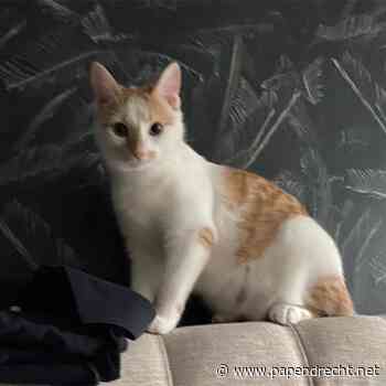 Poes Lau vermist na ongeluk op A15