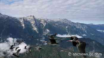 This bird species was extinct in Europe. Now it's back, and humans must help it migrate for winter