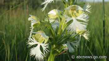 A rare orchid survives on a few tracts of prairie. Researchers want to learn its secrets