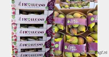 Goede maar vroege start voor de vijgen uit Basilicata
