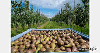 "Natuurlijke uitval met grotere maten en minder volume kan zorgen voor een gunstige markt"