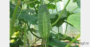 Teler verbouwt vergeten ’groffies’