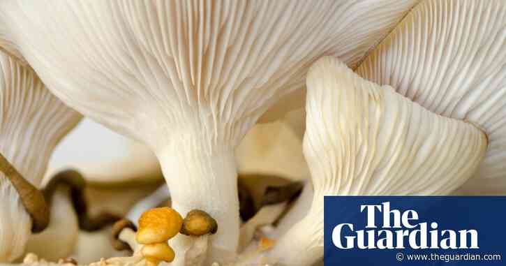 Mushrooms are magic in the tussle with frizzy hair, says Dyson